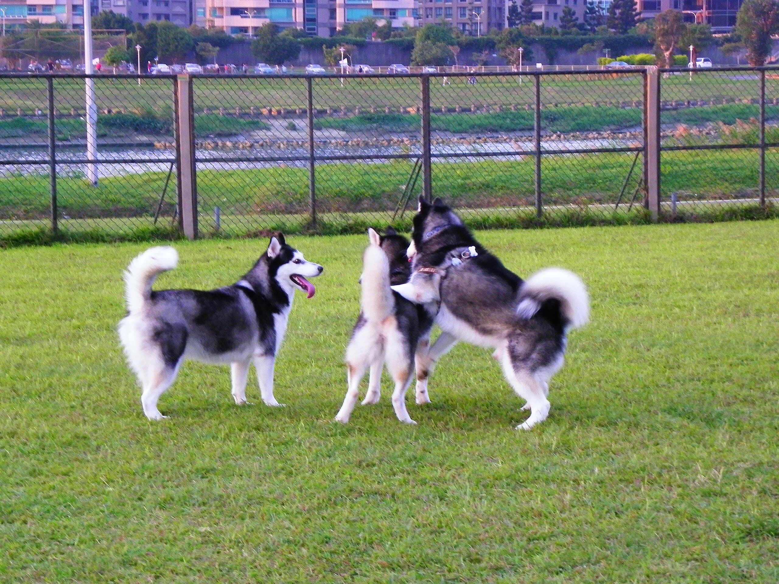 Picture of Siberian Husky