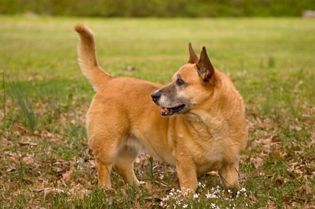 Picture of Cardigan Welsh Corgi
