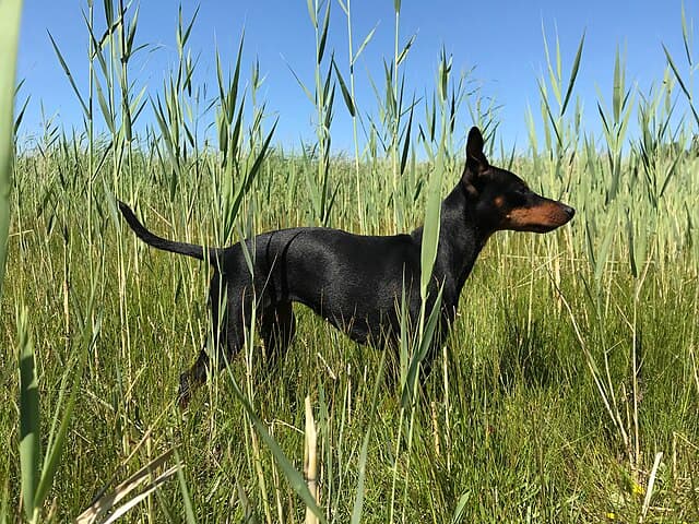Picture of English Toy Terrier