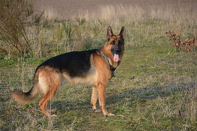 Picture of German Shepherd Dog