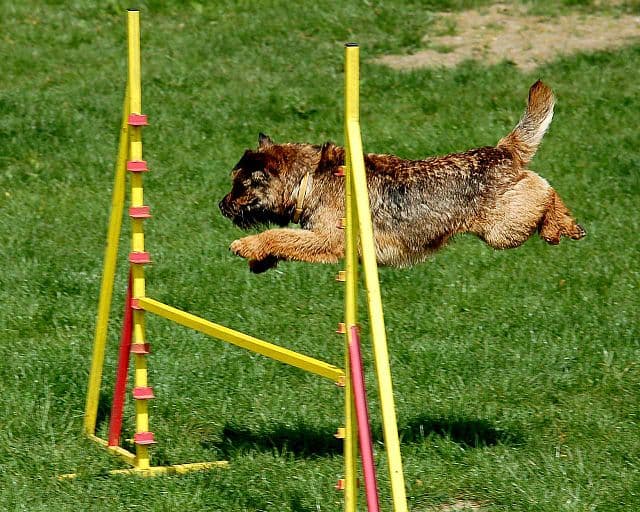 Picture of Border Terrier