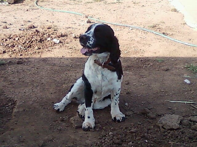 Picture of English Springer Spaniel