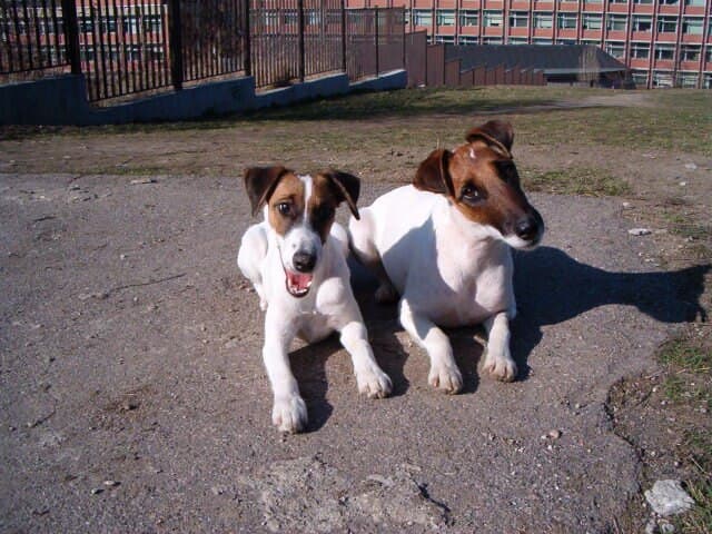 Picture of Smooth Fox Terrier