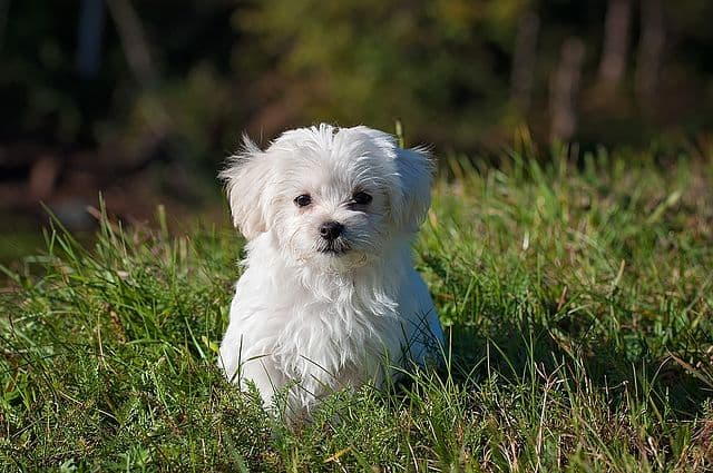 Picture of Maltese
