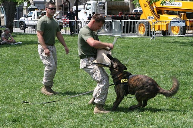 Picture of Dutch Shepherd