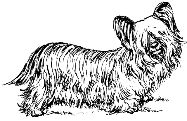 Picture of Skye Terrier