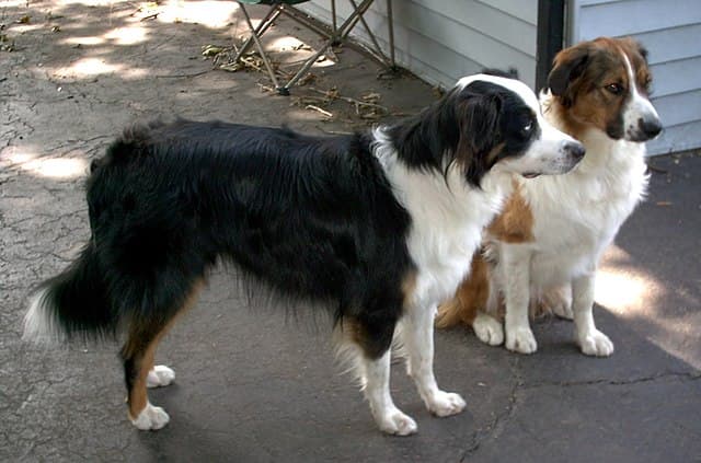 Picture of English Shepherd