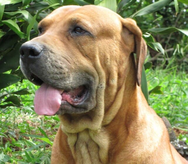 Picture of Bullmastiff