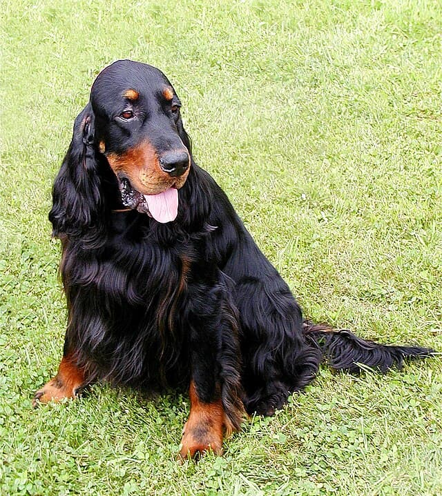 Picture of Gordon Setter