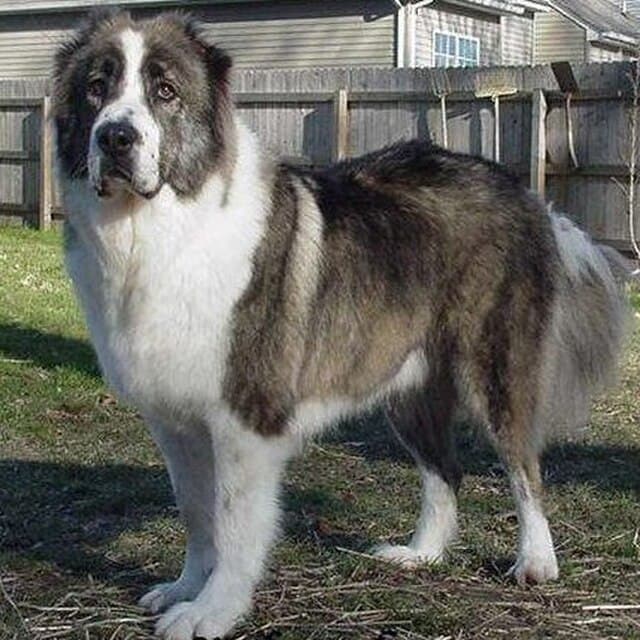 Picture of Caucasian Shepherd (Ovcharka)