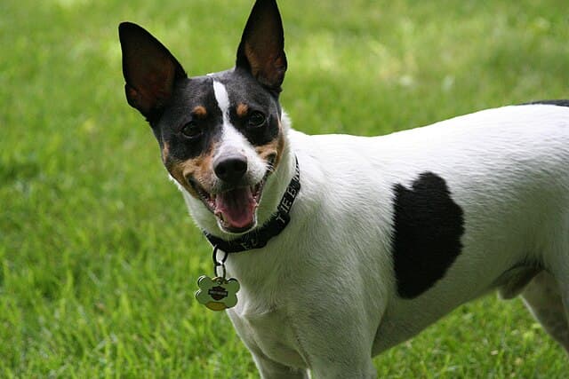 Picture of Rat Terrier