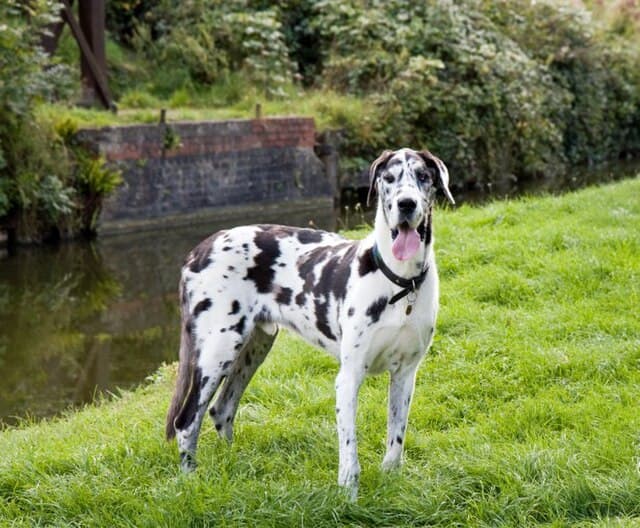 Picture of Great Dane