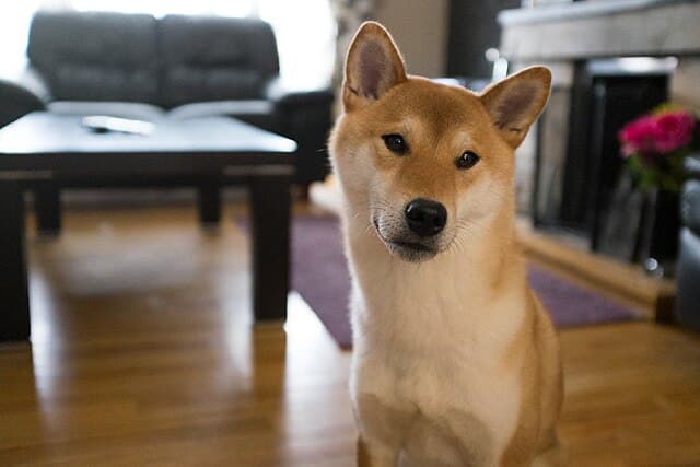 Picture of Shiba Inu