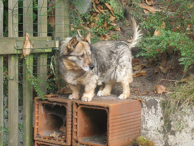 Picture of Swedish Vallhund