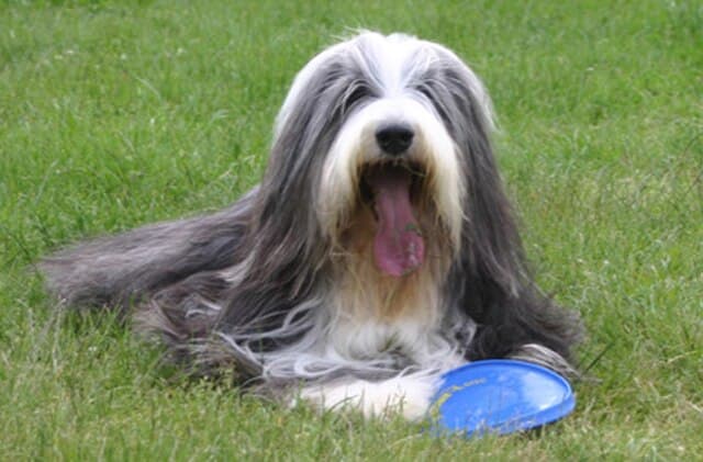 Picture of Bearded Collie