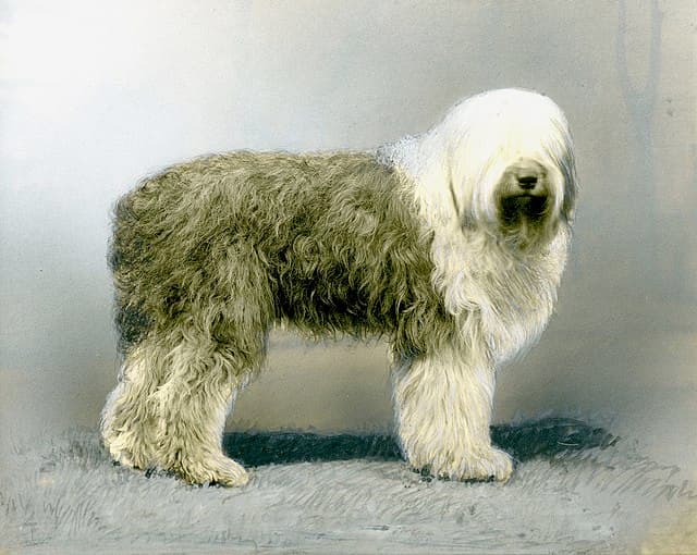 Picture of Old English Sheepdog