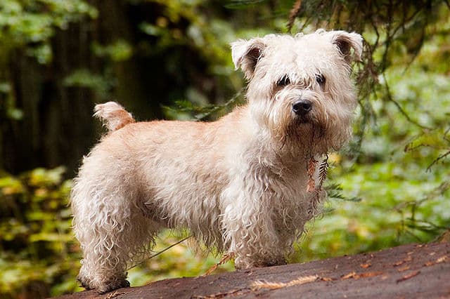Picture of Glen of Imaal Terrier